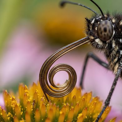 Die Forschenden ließen sich von der eleganten Rollbewegung der Saugrüssel von Schmetterlingen und der kompakten Schneckenform des aufgerollten Rüssels inspirieren. (Bild: © Loa Pova – stock.adobe.com / KI-generiert)