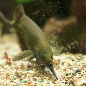 Der Elefantenrüsselfisch (Gnathonemus petersii) bei der Futtersuche
