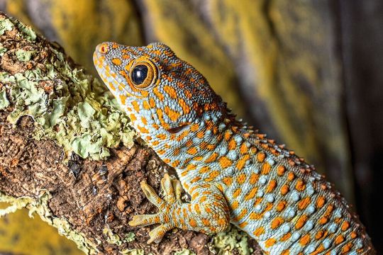 Objekt einer Studie von Forschern der Universität Bern waren Tokeh-Geckos (Gekko gecko). Objekt einer Studie von Forschern der Universität Bern waren Tokeh-Geckos (Gekko gecko).