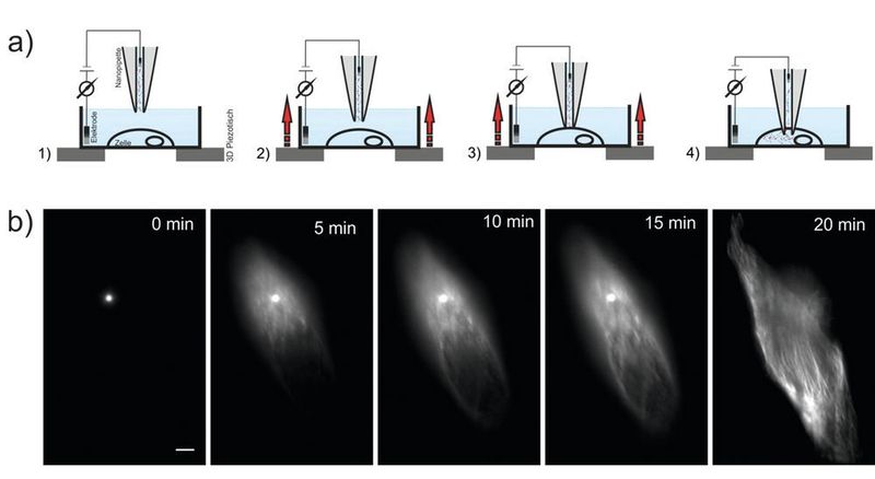 Abb.1: a) Prinzip der Nanoinjektion. Die Nanoinjektion kann im Wesentlichen in vier Schritte unterteilt werden: 1) Die Nanopipette wird ca. 20µm manuell über der Zelle positioniert. 2) Automatische Annäherung der Nanopipette bei gleichzeitiger Detektion des Ionenstroms. 3) Berühren und Durchstoßen der Zellmembran durch die Spitze der Nanopipette (Sichtbar im Ionenstrom). 4) Injizieren der in der Nanopipette geladenen Moleküle durch Elektrophorese. b) Injektion von Fluoreszenzmarkern mittels Nanoinjektion in eine lebende Zelle (Fluzoreszenzansicht). Zum Zeitpunkt 0 min sind alle Fluoreszenzmoleküle in der Nanopipette lokalisiert. Das Fluoreszenzbild zeigt daher nur einen hellen Punkt, welcher die Position der Nanopipette visualisiert. Die Nanopipette ist zu diesem Zeitpunkt schon in das Zytoplasma der Zelle angenähert. Nachdem ein Potential zwischen den Elektroden (siehe a)) angelegt wurde, fangen die Fluoreszenzmarker an, aus der Spitze in die Zelle zu wandern und spezifisch die Tubulinstruktur zu markieren. Nach 20 min ist die Tubulinstruktur der Zelle vollständig markiert. (Uni Bielefeld)