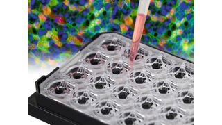 Ibidi präsentiert die neue µ-Plate 24 Well für Membran-Inserts. (Bild: Ibidi)