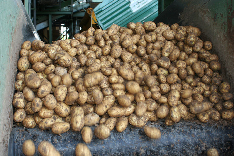 Über 120.000 pro Jahr: Kartoffeln auf dem Förderband der Sortieranlage der RV Bank Rhein-Haardt (Bild: Stratus)
