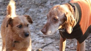Smaller dogs may live twice as long life as their larger counterparts.  (Source: Eniko Kubinyi / Department of Ethology at Eötvös Loránd University)