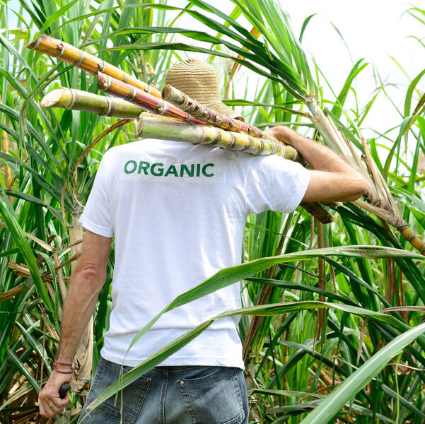 Piasa is the first Mexican cogeneration project to use Bagasse from sugar cane as a source of energy. (© mangostock - Fotolia)