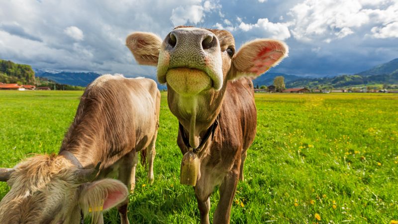 Bei der Verarbeitung von Kuhmilch fallen in der Lebensmittelindustrie große Mengen an Molke an. Sie dient als Rohstoff für die neue Technologie zur Kohlendioxid-Abscheidung.(Bild:  Adobe Stock / www.dominikultes.de)