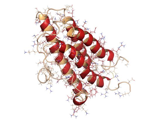 Das körpereigene Erythropoetin wird hauptsächlich von den Nieren produziert. Es bindet sich an Vorläuferzellen im Knochenmark und fördert deren Vermehrung.(Bild:  molekuul.be - stock.adobe.com)