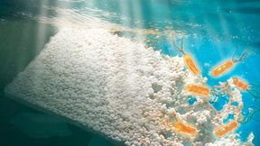 Salts, organic matter and other chemical constituents in natural fresh water and seawater suppress sunlight's ability to degrade plastic. Because sunlight cannot effectively initiate the degradation process, microbes cannot finish the job. That means nature’s cleanup process slows down, allowing plastics to accumulate and persist in waterways around the world.  (Source: Ludmilla Aristilde/ Northwestern University)