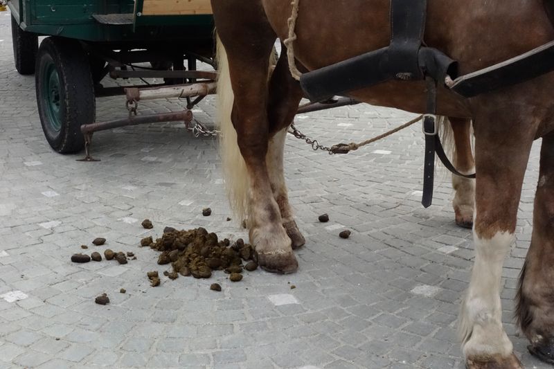 Na...wer räumt jetzt die Äpfel auf - Hotel oder... (Bild: IT-BUSINESS)