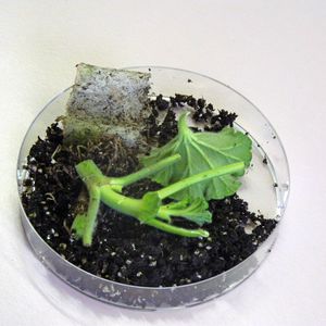 Abb.2: Kontrollpflichtige Pflanzen, wie diese Pelargonien aus Ägypten auf der Durchreise zu einem baden-württembergischen Jungpflanzenbetrieb, werden direkt nach der Einfuhr am Flughafen Frankfurt International geprüft.