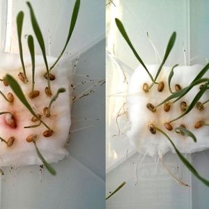 If aphids have the choice between wheat seedlings with (right) and without CBT-ol treatment (left), they avoid the treated seedlings.