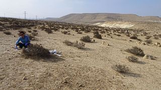 Stefanie Imminger und Dimitri Meier entnehmen Proben von Biokrusten in der Negev-Wüste, Israel. (Bild: C. Baubin)