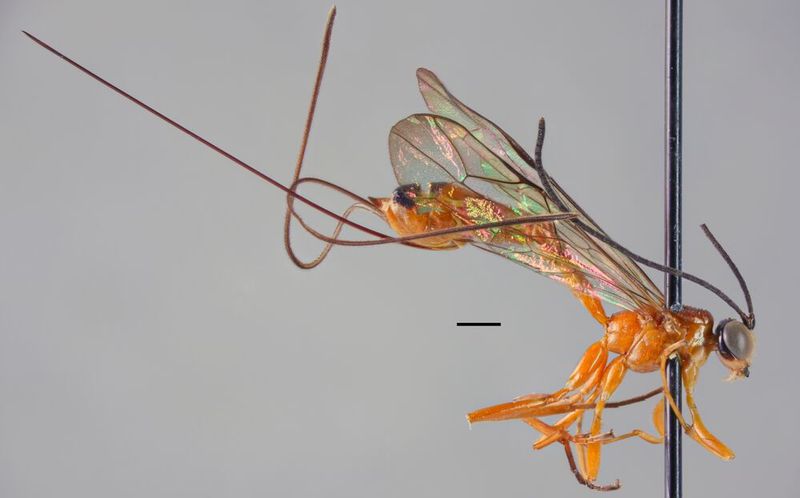 Epirhyssa johanna, a species new to science from Uganda. (Hopkins et al. 2019 )