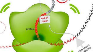 Ist die Bauanleitung für Proteine (mRNA) defekt, werden in den Ribosomen nutzlose Proteine hergestellt (Ausschnitt) ... (Bild: © MPI f. Biochemie/ M. Krause)