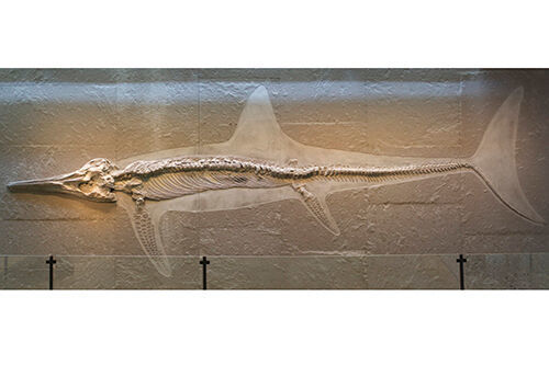 The huge ichthyosaur Temnodontosaurus from the Early Jurassic of Germany. This specimen is about 7 m long, but other ichthyosaurs grew up to 21 m.  (Dr Ben Moon & Dr Tom Stubbs)