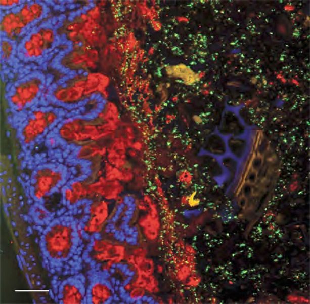 Schleimschicht (rot) hält Escherichia coli (grün) in sicherem Abstand vom Epithel, der Zellschicht der Darmwand, und verhindert, dass sie in darunterliegendes Gewebe durchdringen. Daher ist die Schleimschicht wichtig als Schutz vor Infektionen und Entzündungen.  (© Bahtiyar Yilmaz, Universität Bern)
