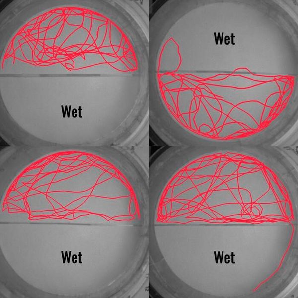 Movement traces of bed bugs in the experiment, recorded using an infrared camera under infrared illumination. It is clear the insects avoid the wet surfaces.  (Source: Jorge Bustamante, Jr. /Dong-Hwan Choe/ UCR)