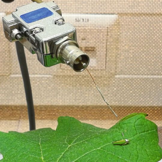 Eine Rhododendronzikade (Graphocephala fennahi) ist über einen Draht verbunden mit einem EPG-Messgerät. Sticht sie das Weinblatt an, auf dem sie sitzt, fließt Strom. Das dabei entstehende Wellenmuster erlaubt Rückschlüsse auf Fraßaktivität. Eine Rhododendronzikade (Graphocephala fennahi) ist über einen Draht verbunden mit einem EPG-Messgerät. Sticht sie das Weinblatt an, auf dem sie sitzt, fließt Strom. Das dabei entstehende Wellenmuster erlaubt Rückschlüsse auf Fraßaktivität.