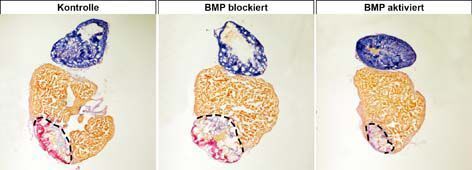 Bei der genetisch veränderten Variante mit blockiertem BMP-Signal-Weg waren Zellvermehrung und damit die Regenerationsfähigkeit deutlich reduziert (Mitte). Bei der Variante mit überaktivem BMP konnte die Regeneration dagegen sogar forciert werden (r.), links eine Kontrollprobe. (Bild: Heiko Grandel)