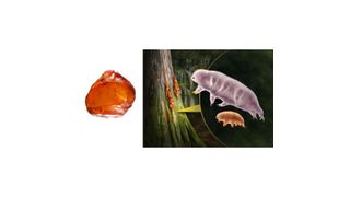 Left: Amber with Beorn and Aerobius; Right: Artistic reconstruction of the two fossil specimens. (Source: Marc Mapalo (amber); Franz Anthony (artistic reconstruction))