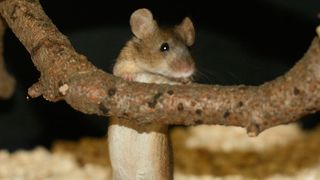Eine der beiden Unterarten der Hausmaus in Europa: Mus musculus musculus aus Österreich (Bild: Christine Pfeifle, Max-Planck-Institut für Evolutionsbiologie)
