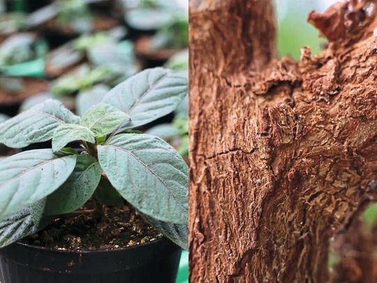 Setzling (links) und Rinde (rechts) eines Chinarindenbaums (Cinchona pubescens). Für die Gewinnung der medizinisch relevanten Alkaloide wird in erster Linie die Rinde des Baums genutzt. Für die Entschlüsselung der Biosynthese der Wirkstoffe verwendete das Forschungsteam junge Pflanzen.(Bild:  Angela Overmeyer, Max-Planck-Institut für chemische Ökologie)