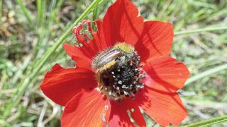 Ein Käfer der Art Pygopleurus chrysonothus auf einer Blüte der Pfauenanemone (Anemone pavonina) in Griechenland. Der Käfer kann, was andere Insekten nicht können: die Farbe Rot sehen. (Bild: Johannes Spaethe / Universität Würzburg)