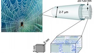 Zart und zäh zugleich: Spinnenseide. Raffinierte Hierarchie und Ordnung auf verschiedensten Längenskalen. (Markus Anton und Periklis Papadopoulos/Universität Leipzig und Max-Planck-Institut für Polymerforsch)
