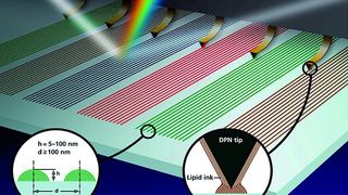 1	 Herstellung von biofunktionalen Lipid-Gittern: Die Strukturen sind in der Größenordnung von Lichtwellen, sodass Beugungseffekte als Input-Signal für Biosensoren genutzt werden können. (Bild: Wilfried Schröder; aus „Lipid Multilayer Gratings“ (Nature Nanotechnology) [1]) (Bild: Wilfried Schröder; aus „Lipid Multilayer Gratings“ Nature Nanotechnology)