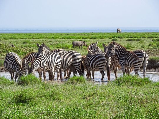 Zebraherde an einer Wasserstelle in Ostafrika Zebraherde an einer Wasserstelle in Ostafrika