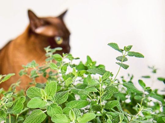 Die Katzenminze gibt den Duftstoff Nepetalacton ab, der bei geschlechtsreifen Katzen eine Art Rausch auslöst: Riechen die Katzen an den Pflanzen, werden sie regelrecht „high“, wälzen sich am Boden und zeigen ungewöhnlich verspielte Verhaltensweisen. Die Katzenminze gibt den Duftstoff Nepetalacton ab, der bei geschlechtsreifen Katzen eine Art Rausch auslöst: Riechen die Katzen an den Pflanzen, werden sie regelrecht „high“, wälzen sich am Boden und zeigen ungewöhnlich verspielte Verhaltensweisen.
