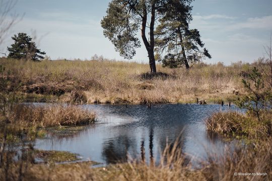 Interzero hat mit der Recycling-Allianz Interseroh+ GmbH eine Überlebenschance für unsere Moore ins Leben gerufen. Jeder, der seine Verpackungen lizensiert, kann damit dafür sorgen, dass diese wichtigen Klimaschutz-Landschaften nebst Fauna und Flora erhalten bleiben.(Bild:  Interzero)