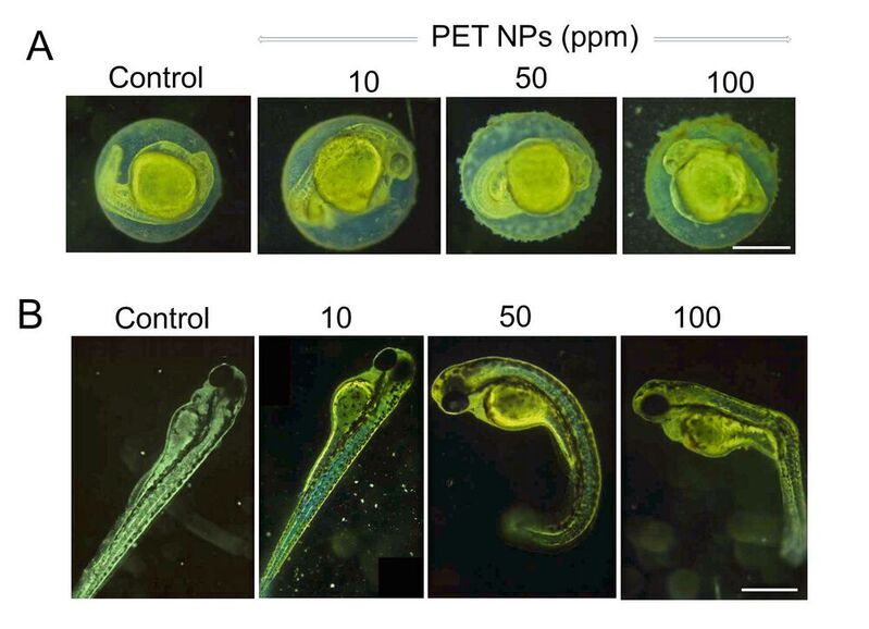 Repräsentative Bilder, die die Wirkung von PET-Nanopartikeln auf frühe Stadien der Zebrafisch-Embryo-Entwicklung zeigen.