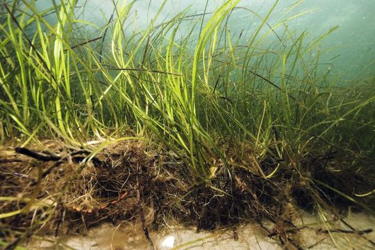 Seegras vermehrt sich auf vielfältige Weise: geschlechtlich durch Blüten und Samen und über Rhizome im Sediment. Diese ungeschlechtliche Form der Fortpflanzung wird auch klonale oder vegetative Fortpflanzung genannt.(Bild:  Uli Kunz, uli-kunz.com)