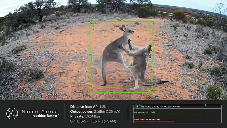 Wi-Fi-HaLow-Kamera im Härtetest: Die Szene zeigt einen Live-Stream aus 1,2 km Entfernung, übertragen über ein 8-MHz-HaLow-Link mit 21 dBm Ausgangsleistung und rund 19,5 Mbit/s PHY-Rate.(Bild:  Morse Micro)