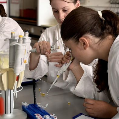 Beim Experiment ist Präzision gefragt: Die Schülerinnen pipettieren ihre Proben. (Bild: © Gläsernes Labor)
