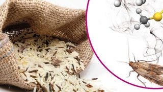 Abb.1: Schädlinge lassen sich über bestimmte an die Luft abgegebenen Stoffe wie Isoprenol und Dimethyltrisulfid frühzeitig in gelagertem Reis enttarnen. (©TwilightArtPictures; ©unpict - stock.adobe.com; wikipedia.org_[M]-VCG)