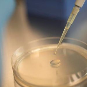 Ein Tropfen Flüssigkultur mit der Hefe wird zur weiteren Untersuchung auf eine Petrischale mit sterilem Nährmedium übertragen.(Bild:  Eurac Research, Andrea De Giovanni)
