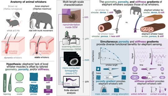 Visuelle Zusammenfassung der Publikation, die die funktionalen Vorteile von Geometrie, Porosität und Steifigkeitsgradienten zeigt.(Bild:  Copyright: MPI-IS/A. K. Schulz and K. J. Kuchenbecker)