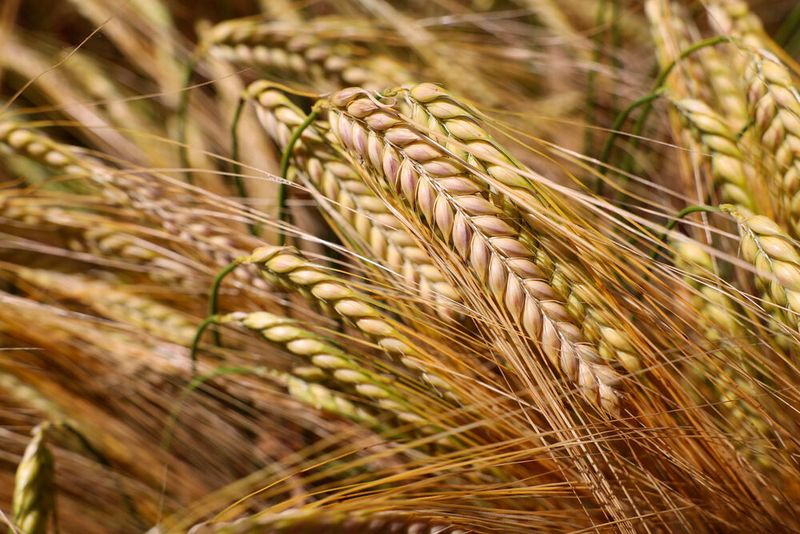 The crops of each barley variety at each site in each year were harvested, stored, malted and distilled in a standardized way.   (Oregon State University)