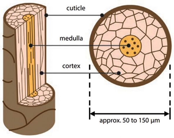 Abb. 2: Struktureller Aufbau eines menschlichen Haares