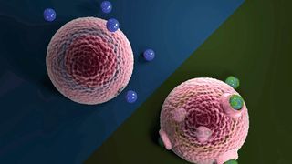 Mikroplastik, das der Umwelt ausgesetzt war, ist mit einer Eco-Corona beschichtet (r.) und wird viel leichter von Zellen aufgenommen als unverändertes Mikroplastik (l.). (UBT)