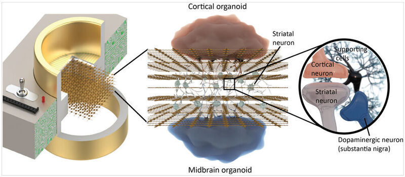 A future vision with 3D organoids on a 3D MEA. (Imec)