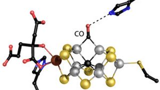 Einsle und sein Team entwickelten diese neue Kristallstruktur des Metallzentrums der Nitrogenase. Das Modell zeigt, wie Kohlenmonoxid (CO) ein Schwefelatom verdrängt, wenn es mit Wasserstoff verbunden wird. (Bild: Oliver Einsle)