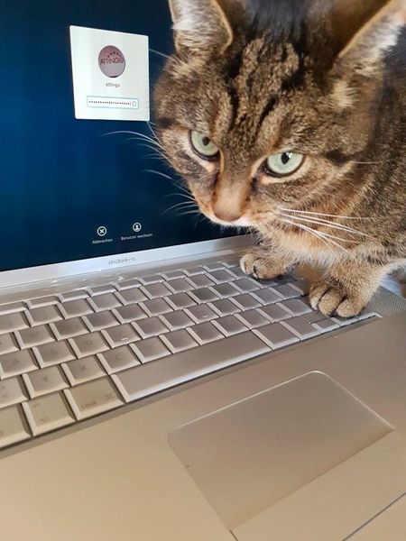 Datenverlust nach Katzen-Frust – Haustiere haben bekanntlich ihren eigenen Kopf und geben uns auch ganz ohne menschliches Sprachvermögen genau zu verstehen, was ihnen passt oder eben auch nicht. Besonders Katzen können schon mal ihren Unmut kundtun, wenn Frauchen oder Herrchen sich nicht wunschgemäß verhalten. So fand einer unserer Kunden nach der Rückkehr von einer einwöchigen Dienstreise seine Wohnung in einem unschönen Zustand vor: seine Katze hatte gegen seine Abwesenheit und die Fütterungsvertretung protestiert, indem sie ihr Geschäft überall verrichtet hatte – nur nicht im Katzenklo. Dieser Protestaktion fiel auch das MacBook zum Opfer, was der Kunde allerdings erst bemerkte als er dieses einschalten wollte und der Katzenurin unglücklicherweise gerade bei der Festplatte zu einem Kurzschluss führte. Er hatte jedoch Glück im Unglück, denn seine Daten waren mit geringem Aufwand rettbar!
 (Attingo)