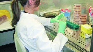 1	 Am Institut für Lebensmittelwissenschaften und Biotechnologie der Universität Hohenheim werden u.a. Starterkulturen für Pseudocerealien-Sauerteige untersucht. (Archiv: Vogel Business Media)