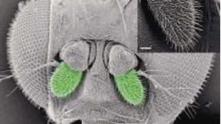 Die Geruchsrezeptoren der Fruchtfliege Drosophila melanogaster, Antennen grün hervorgehoben  (Bild: Max-Planck-Institut für chemische Ölologie)