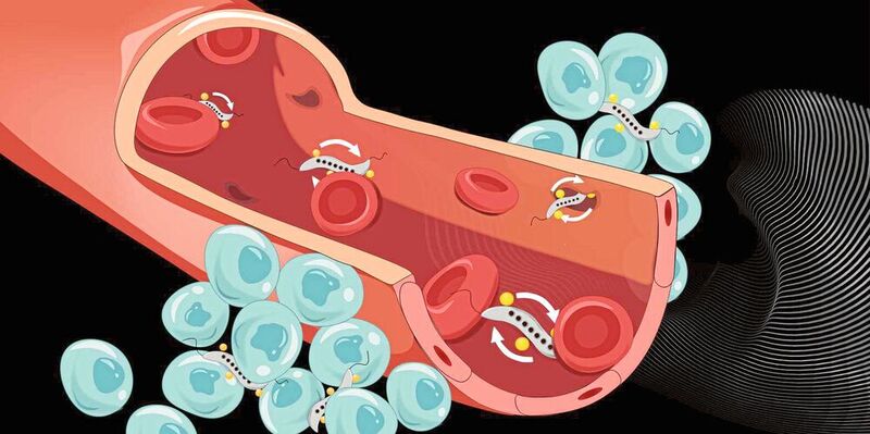 Magnetische Bakterien (grau) können die Blutgefäßwand durch enge Zellzwischenräume verlassen und in Tumore eindringen.