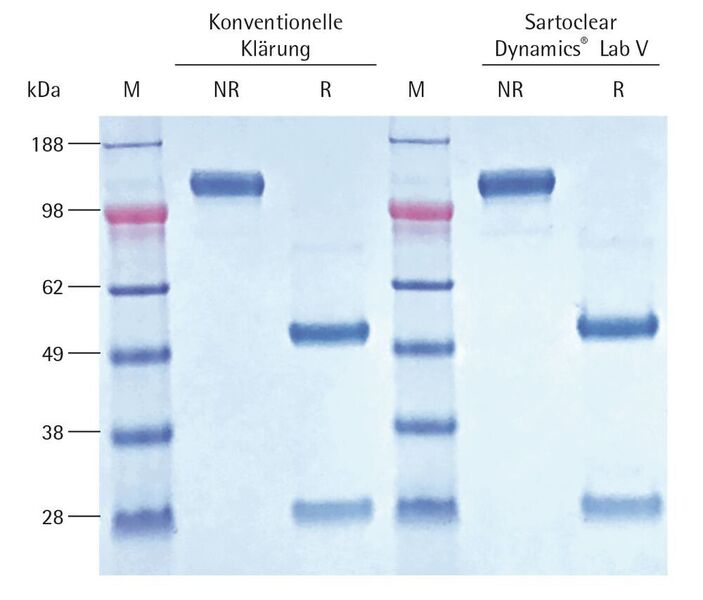 Abb. 5: Darstellung des SDS-PAGE Gels (NR – nicht reduzierend, R – reduzierend, M – Marker) des mit Protein A aufgereinigten Anti-EGFR-Antikörpers (Cetuximab; Absolute Antibody Katalognummer Ab00279-10.0) nach konventioneller Klärung mittels Zentrifugation und Filtration sowie Klärung mit Sartoclear Dynamics Lab V. (Absolute Antibody Ltd)