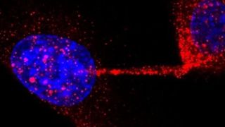 Abb. 1: Der Transkriptionsfaktor Oct4 (rot) wird aus der Umgebung des Zellkerns (blau) mittels einer durchgehenden Zellverbindung direkt in die Nachbarzelle abgegeben.  (Bild: Hans Joachim Rolf)