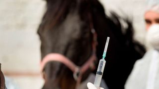 Ein Zusammenschluss an Forschungseinrichtungen und Unternehmen aus Hamburg und Schleswig-Holstein entwickelt ein Mini-Labor, das Massen-Ansteckungen in Tierställen künftig verhindern soll.  (Budimir Jevtic - stock.adobe.com)